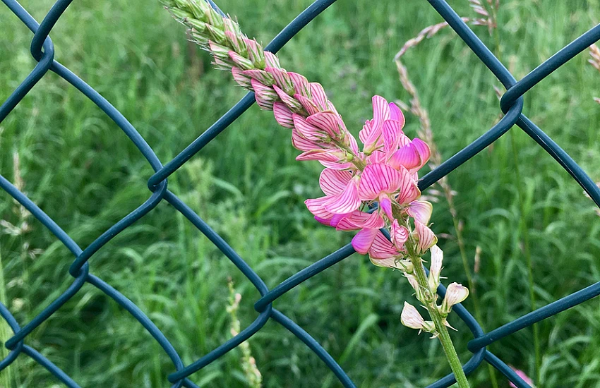 Siatka ogrodzeniowa na ogródek działkowy