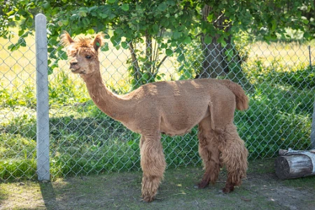 Siatka dla zwierząt