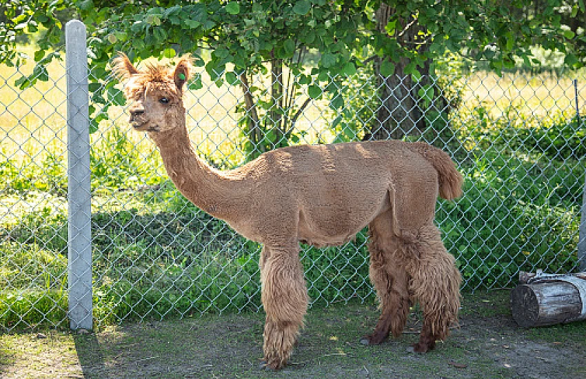 Siatka dla zwierząt