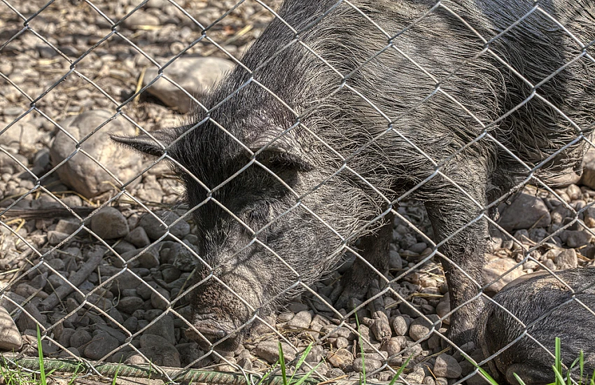 ZPUH Siatka-Trans Jan Wojtasik